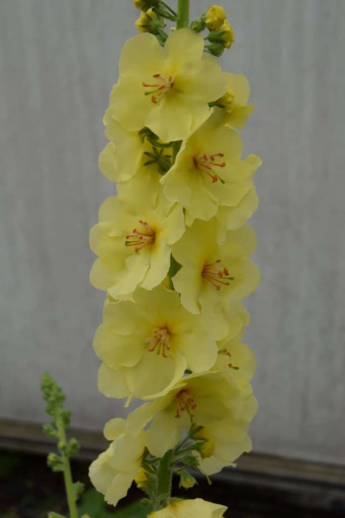 Verbascum Cotswold Group 'Cotswold Queen'