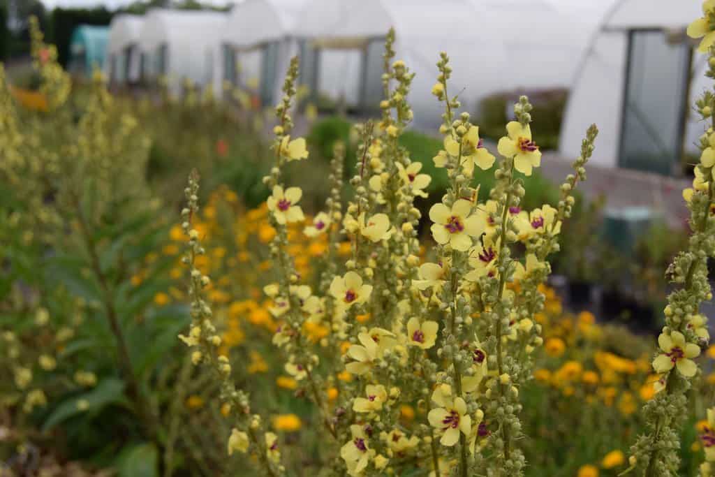 Verbascum chaixii 'Sixteen Candles'