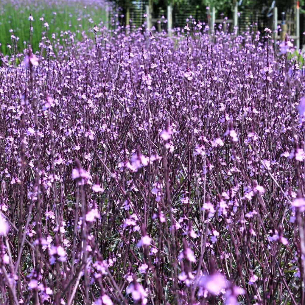 Verbena officinalis var. grandiflora 'Bampton'