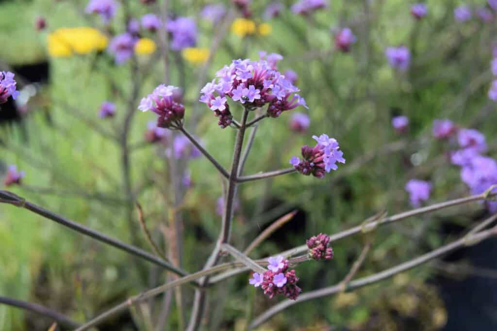 Verbena bonariensis 'Lollipop' ®