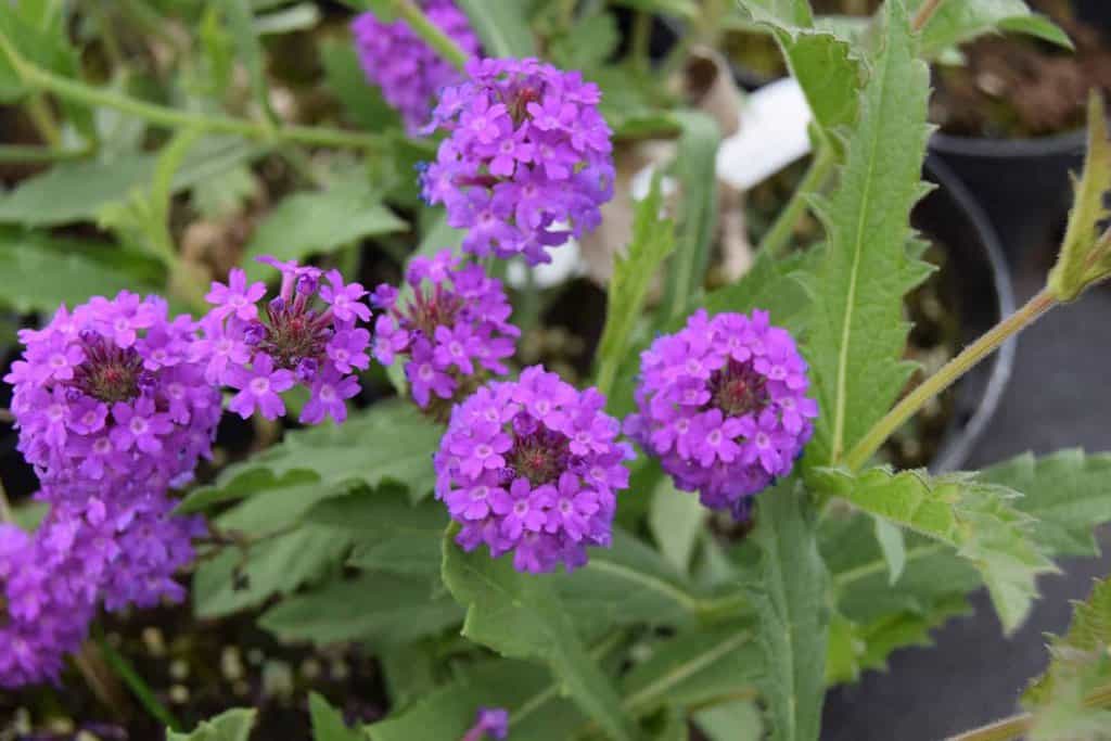 Verbena rigida