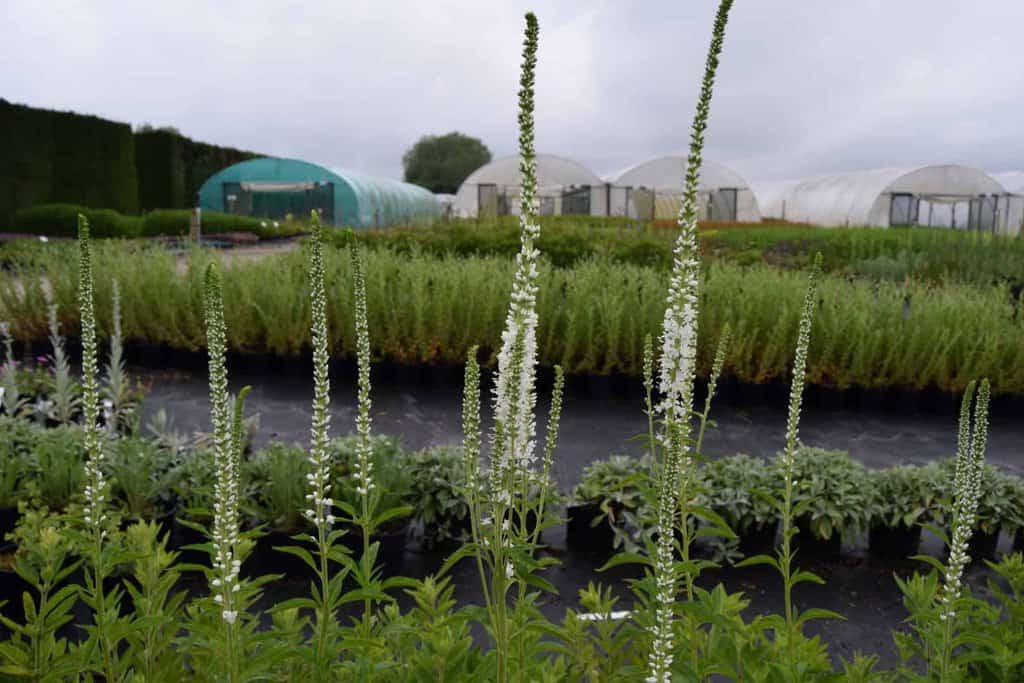 Veronica longifolia 'Schneeriesin'