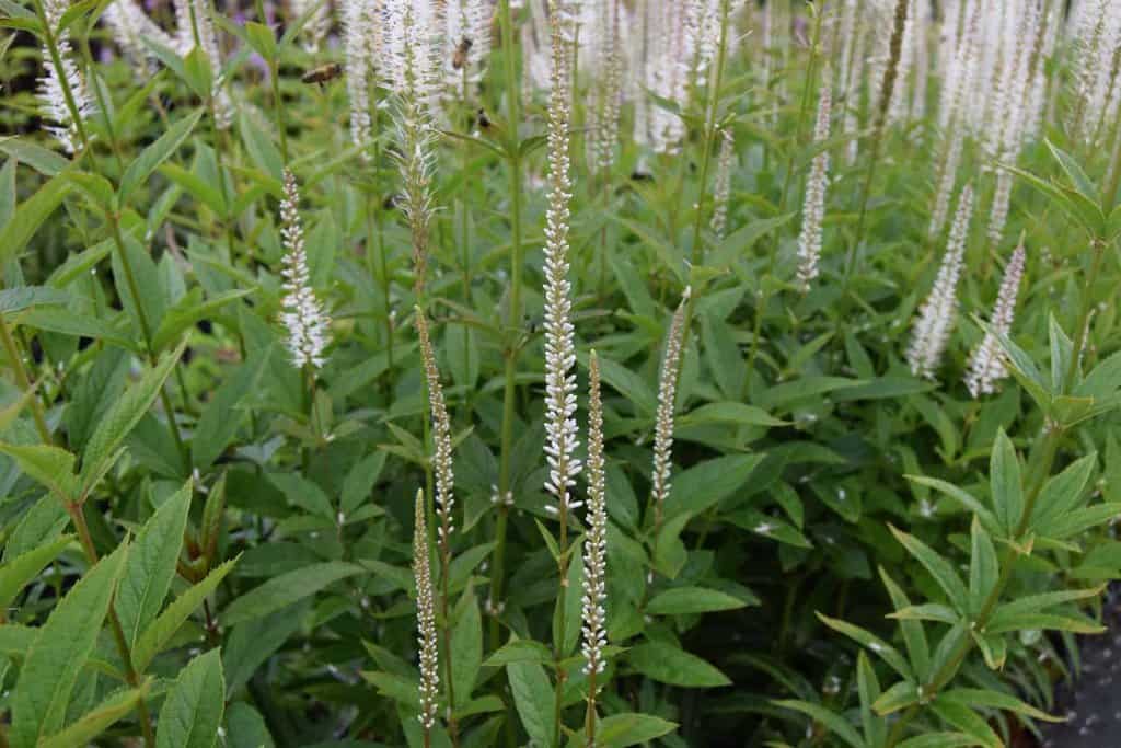Veronicastrum virginicum 'Album'