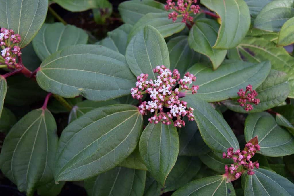 Viburnum davidii