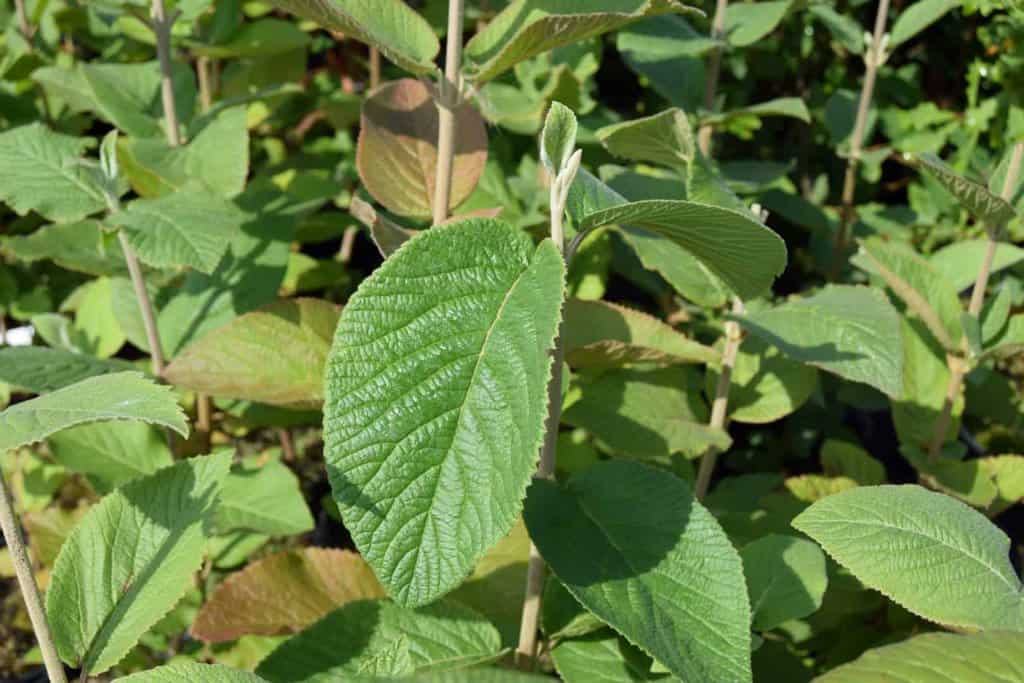 Viburnum lantana