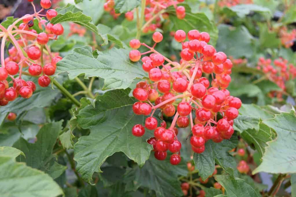 Viburnum opulus 'Compactum'