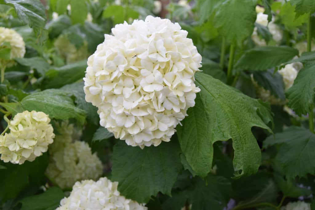 Viburnum opulus 'Roseum'