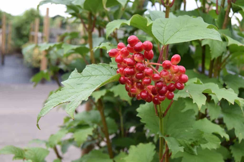 Viburnum opulus