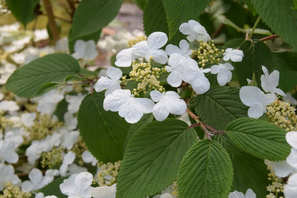 Viburnum plicatum f. tomentosum 'Mariesii'