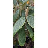 Viburnum rhytidophyllum