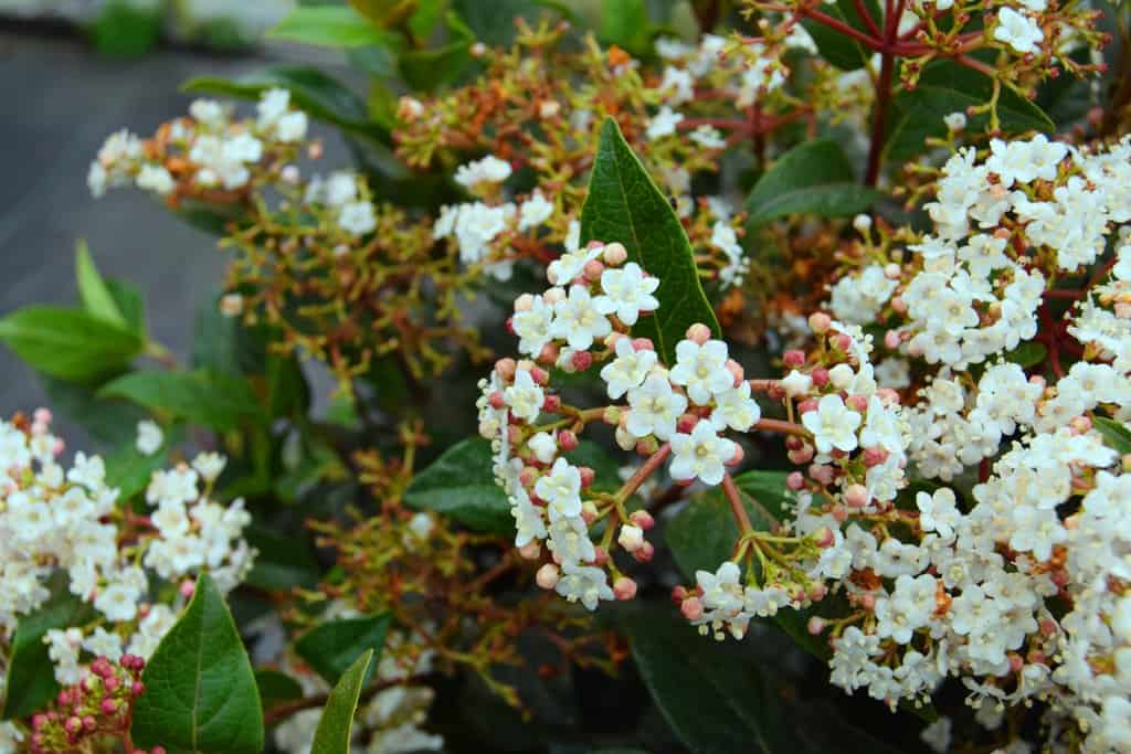 Viburnum tinus 'Eve Price'
