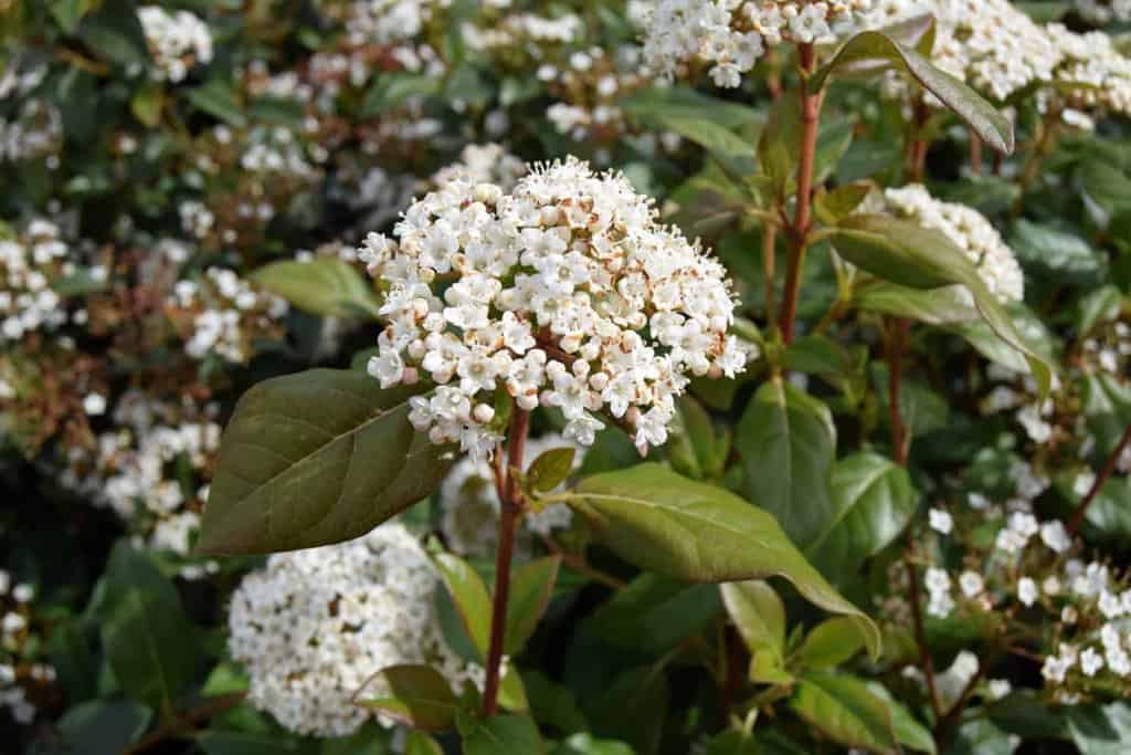 Viburnum tinus