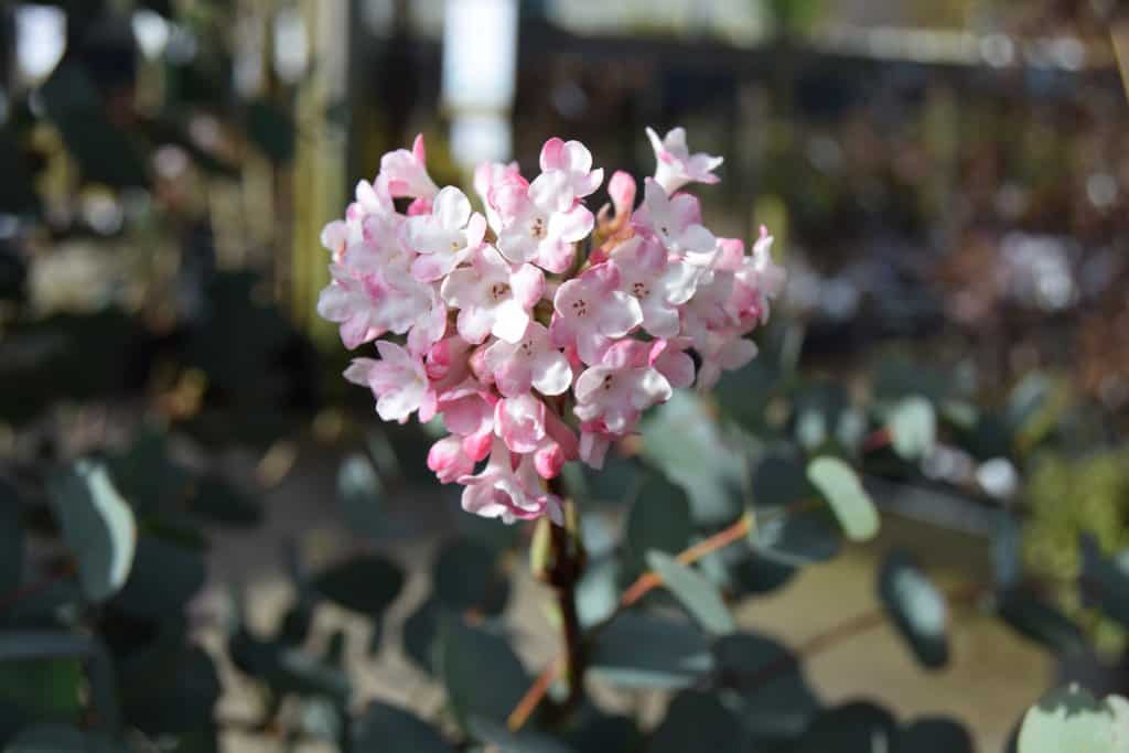 Viburnum x bodnantense 'Charles Lamont'