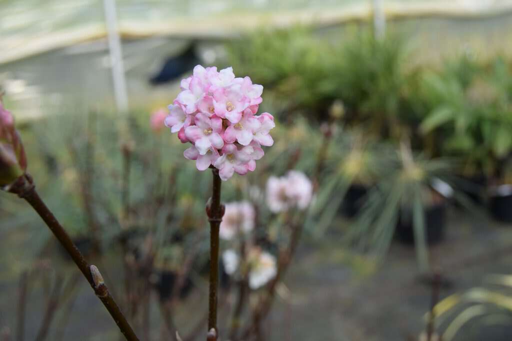 Viburnum x bodnantense 'Dawn'