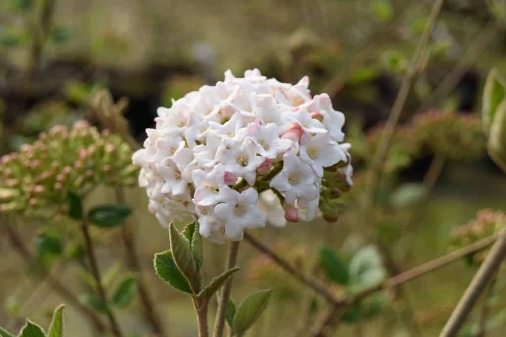 Viburnum x burkwoodii 'Anne Russell'