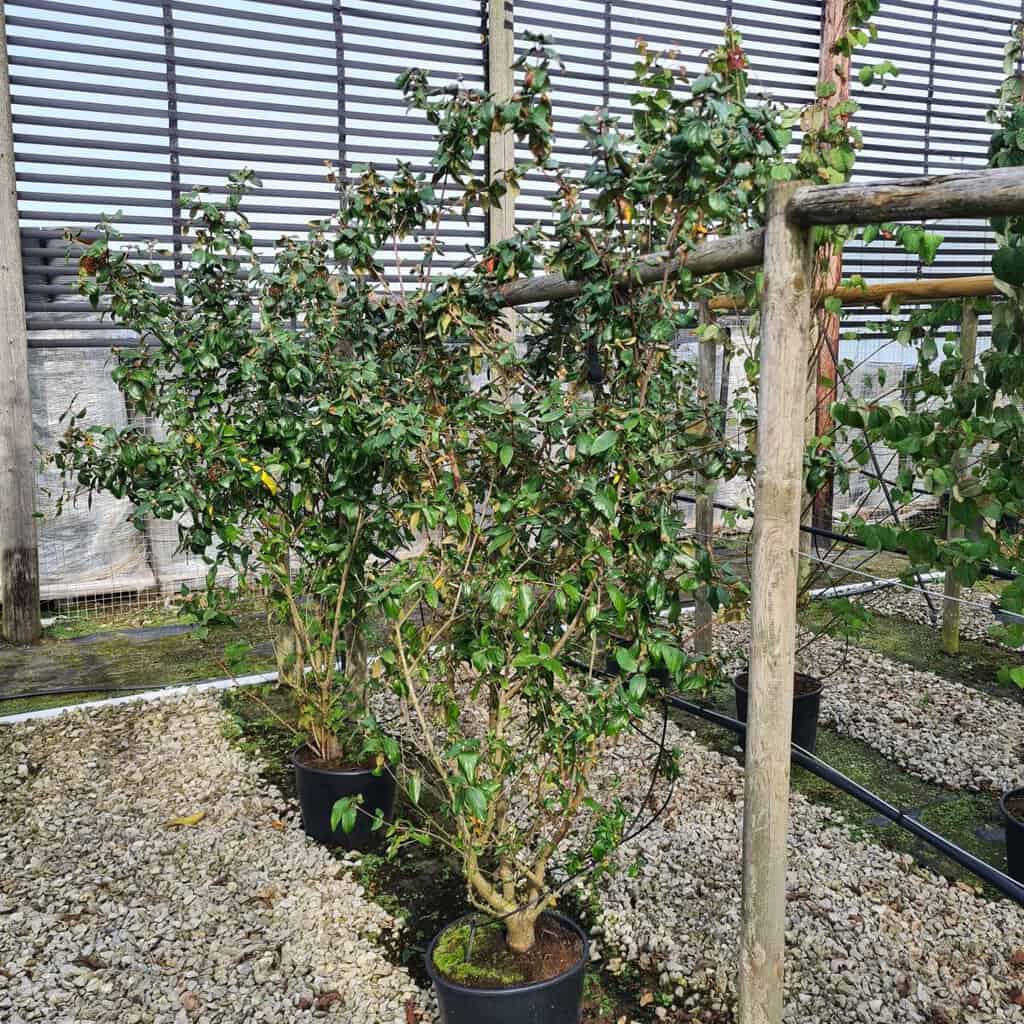Viburnum x burkwoodii