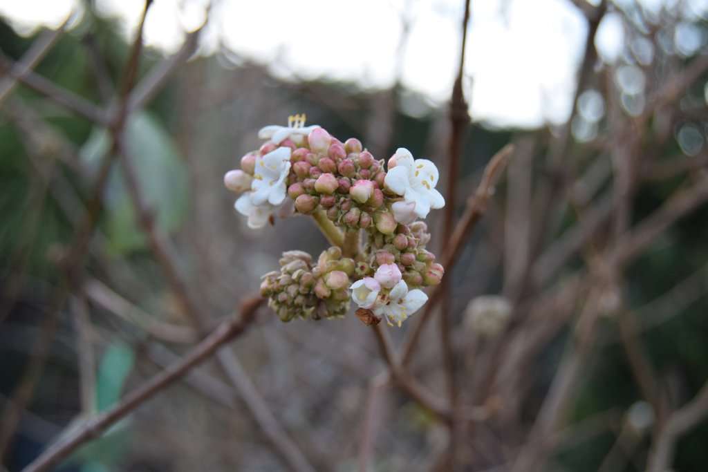 Viburnum x carlcephalum