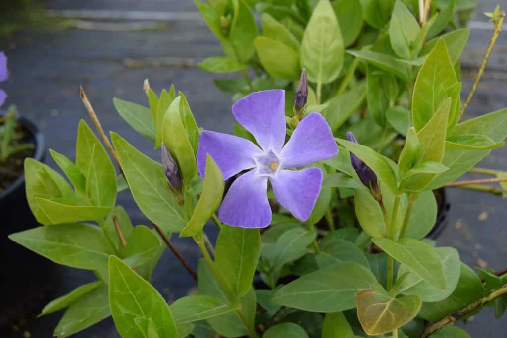 Vinca major