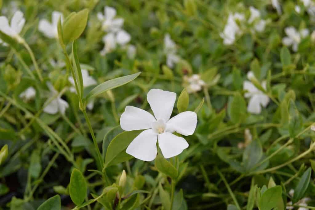 Vinca minor f. alba 'Gertrude Jekyll'