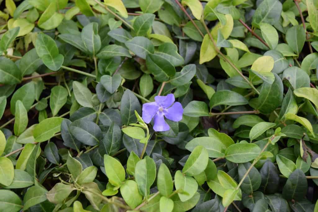 Vinca minor