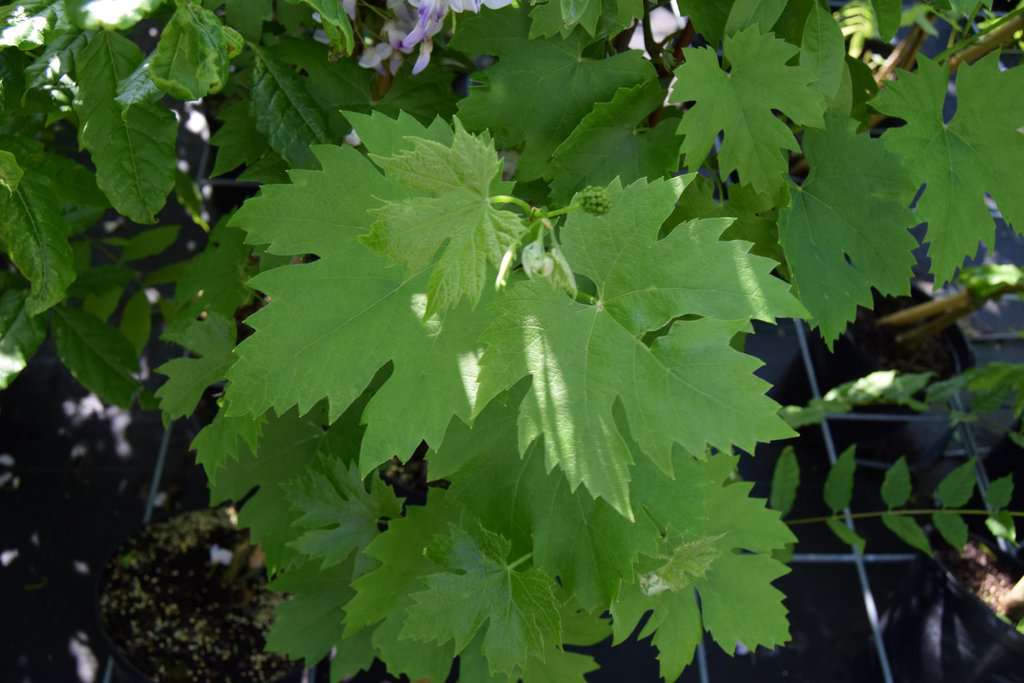 Vitis 'Brant'