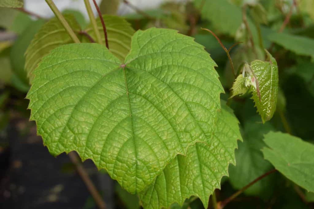 Vitis coignetiae