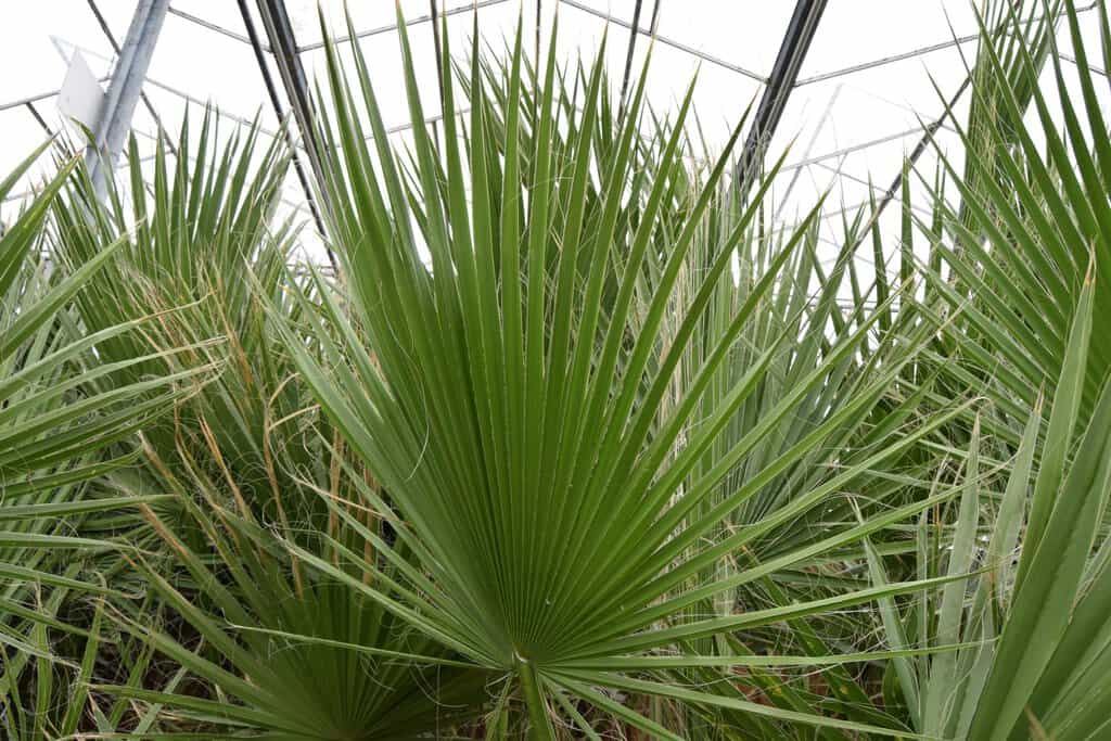 Washingtonia robusta