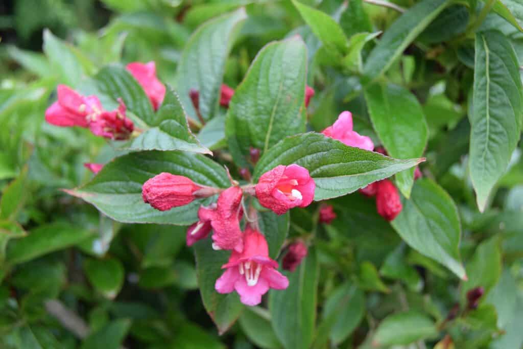 Weigela 'Bristol Ruby'