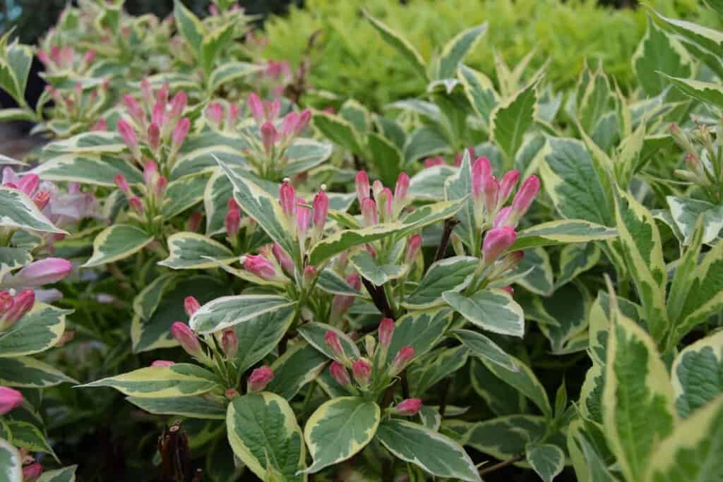 Weigela 'Florida Variegata'