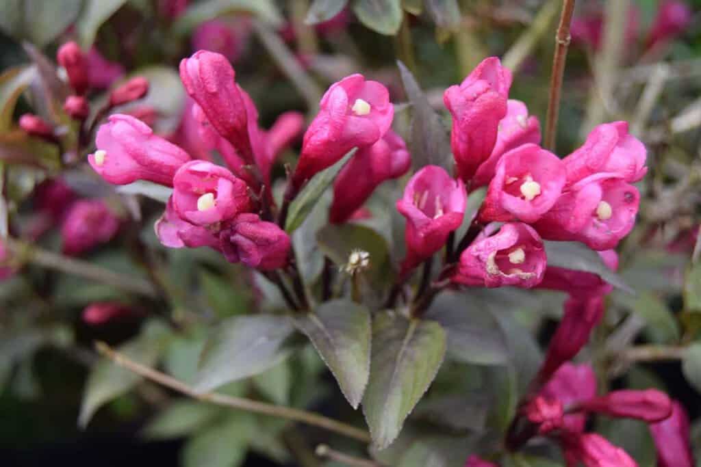 Weigela 'Victoria'