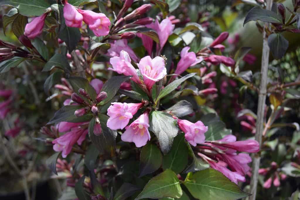 Weigela florida 'Foliis Purpureis'