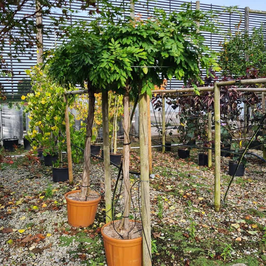 Wisteria floribunda 'Issai-naga'