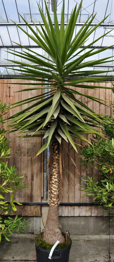 Yucca elephantipes
