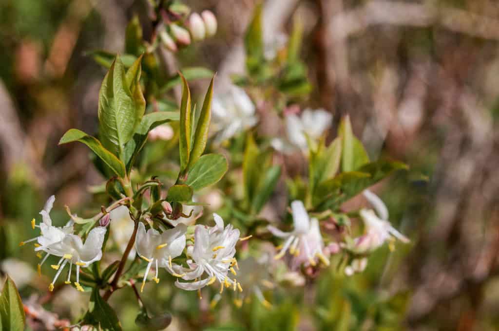 Lonicera fragrantissima