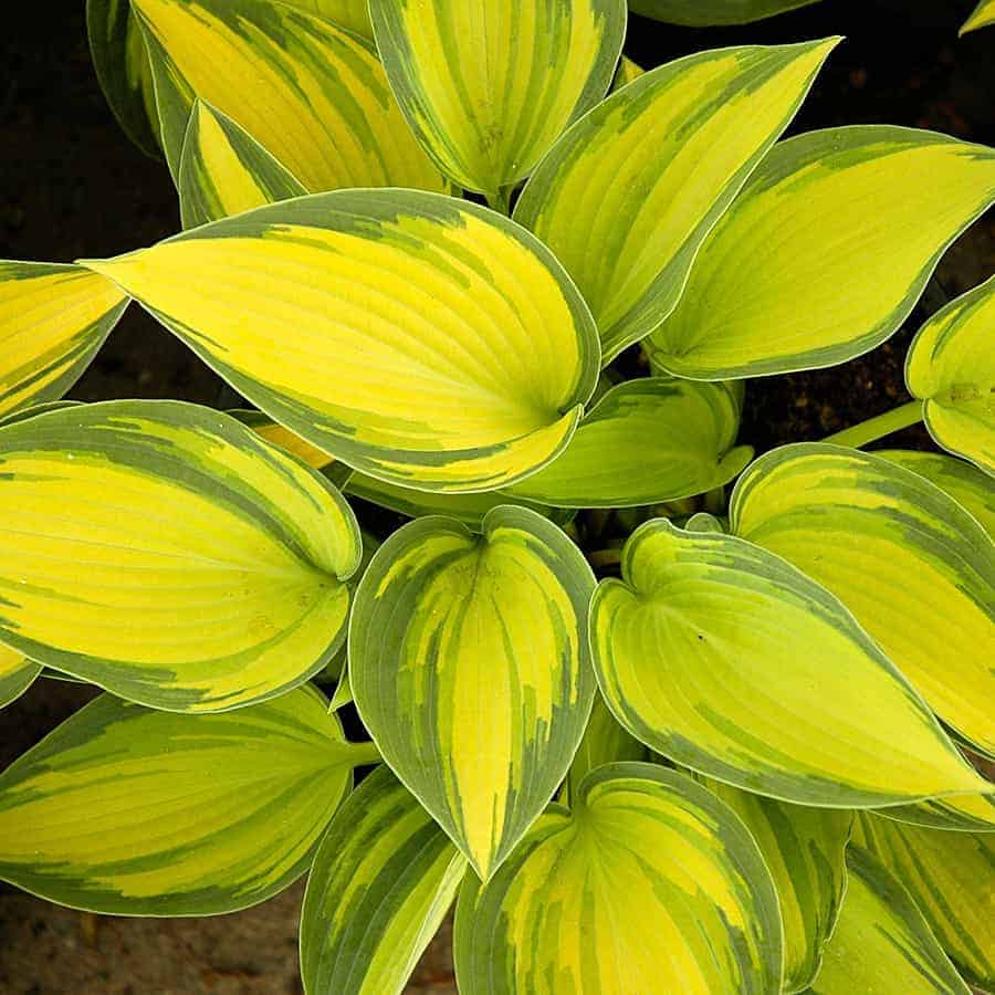 Hosta 'June Fever' ®