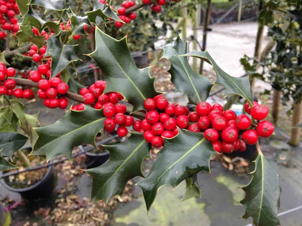 Ilex aquifolium