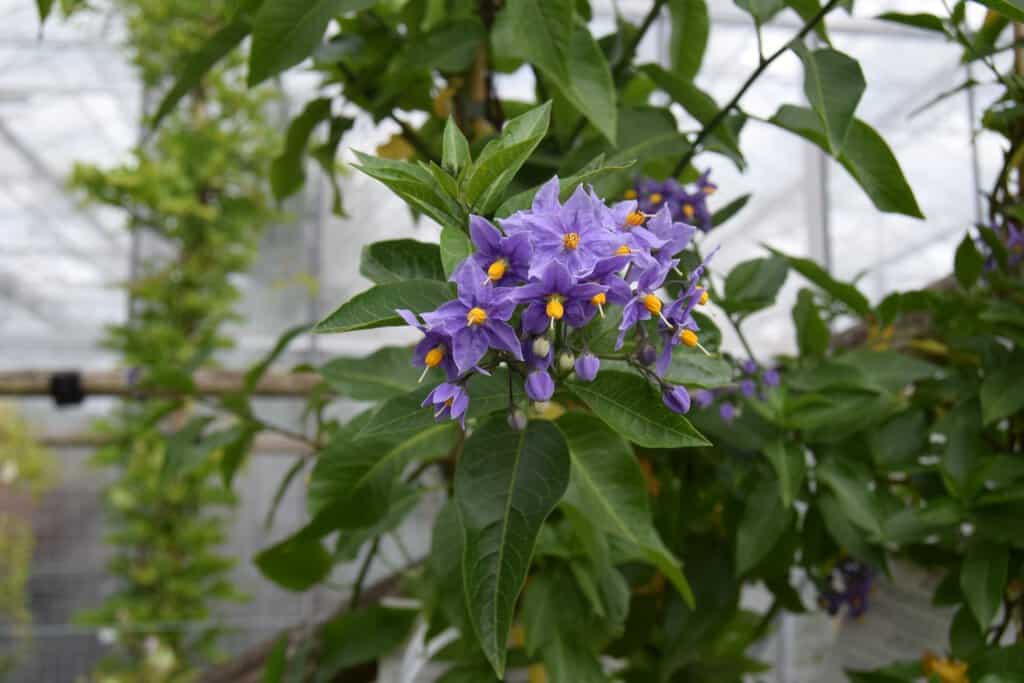 Solanum crispum 'Glasnevin'