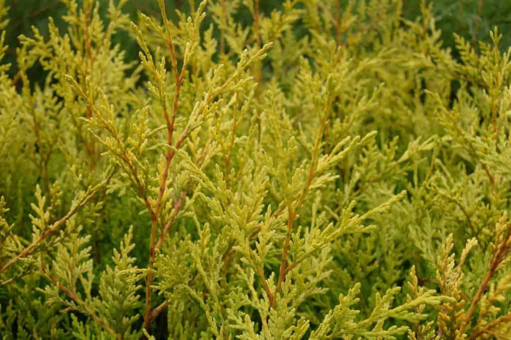 x Cuprocyparis leylandii 'Castlewellan'