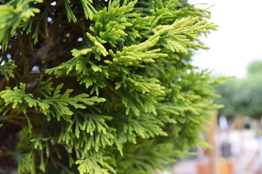 x Cuprocyparis leylandii 'Gold Rider'