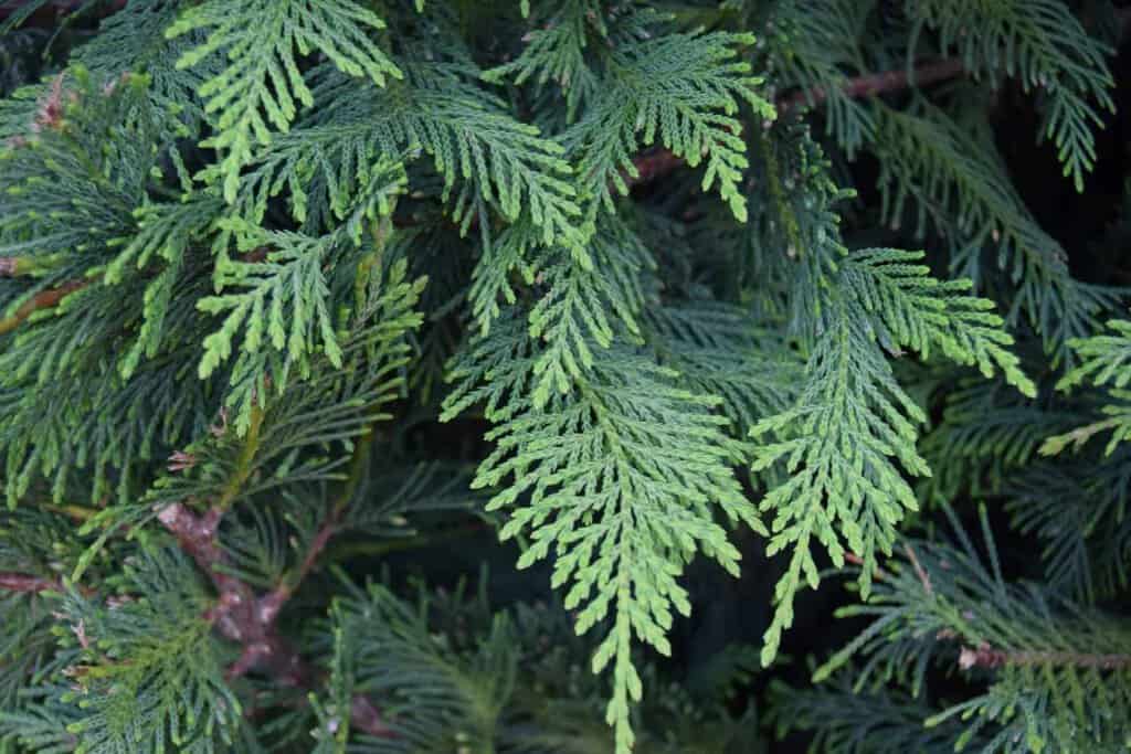 x Cuprocyparis leylandii