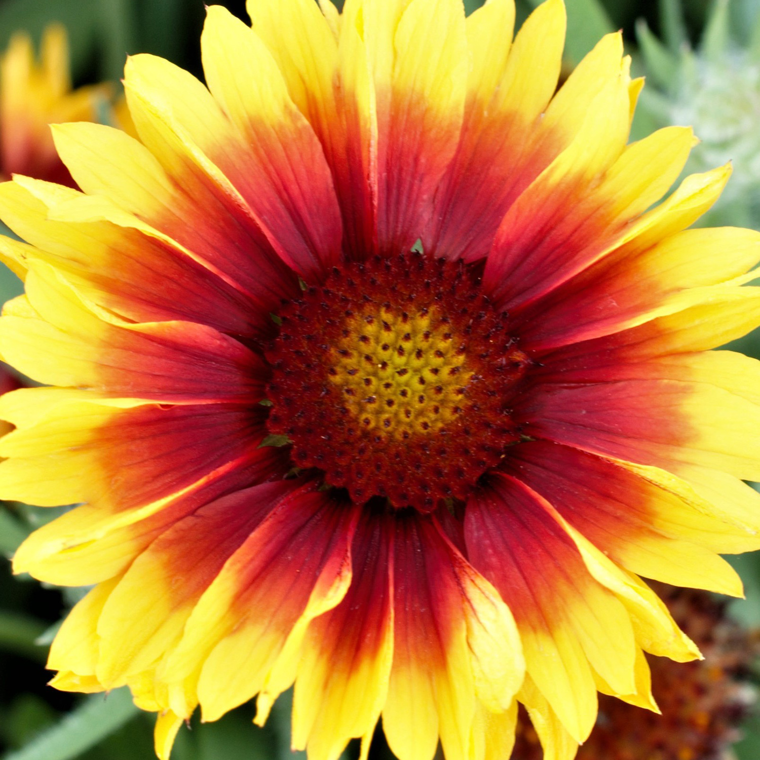 Palmstead Nursery Plants 4