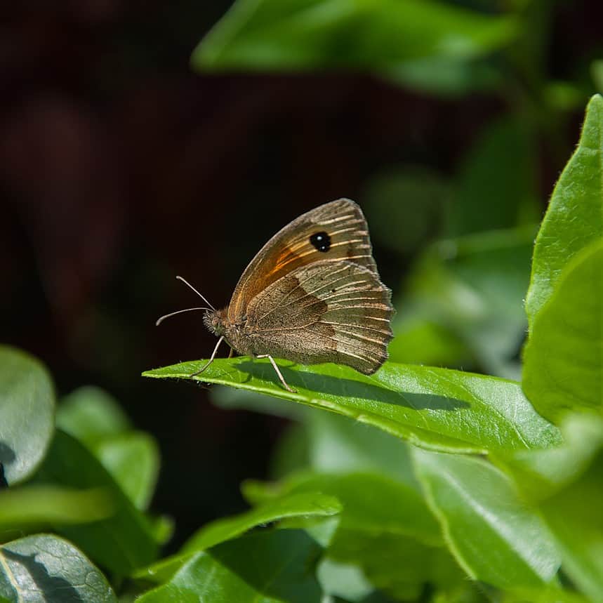 Palmstead Nursery Planet