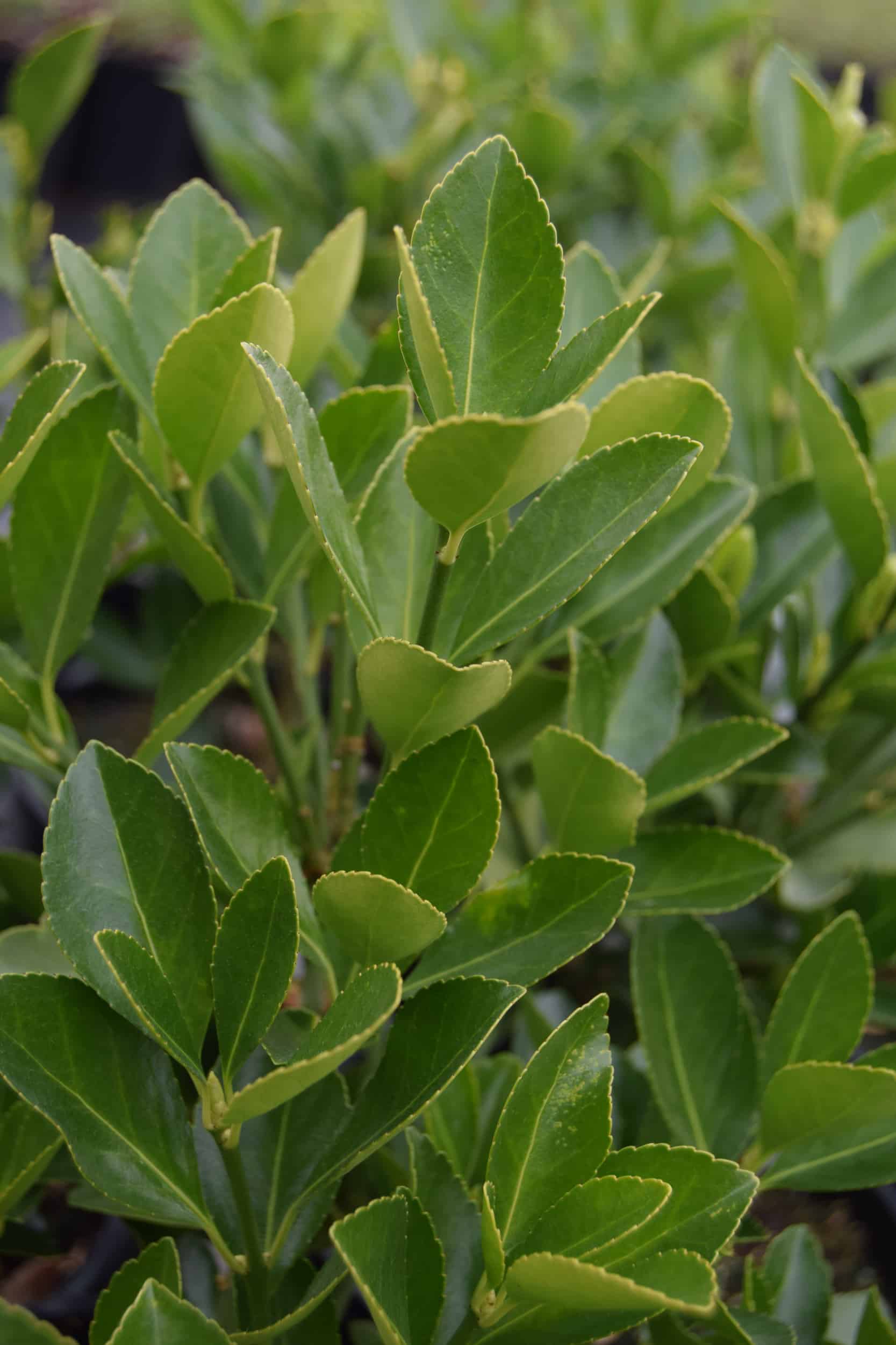 Euonymus Japonicus Palmstead